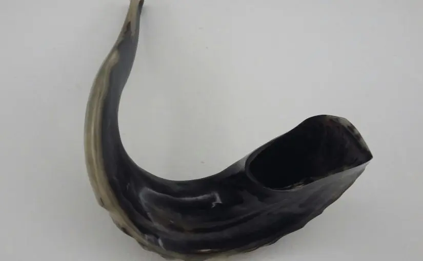 Exponat des Monats – das Widderhorn